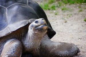 Tortoise